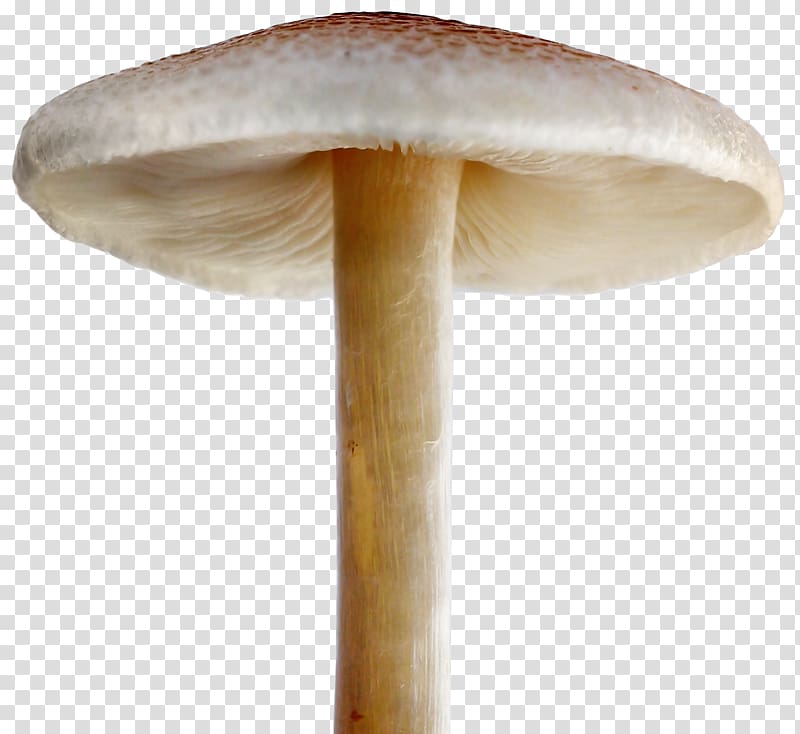fairy tale mushroom transparent background PNG clipart