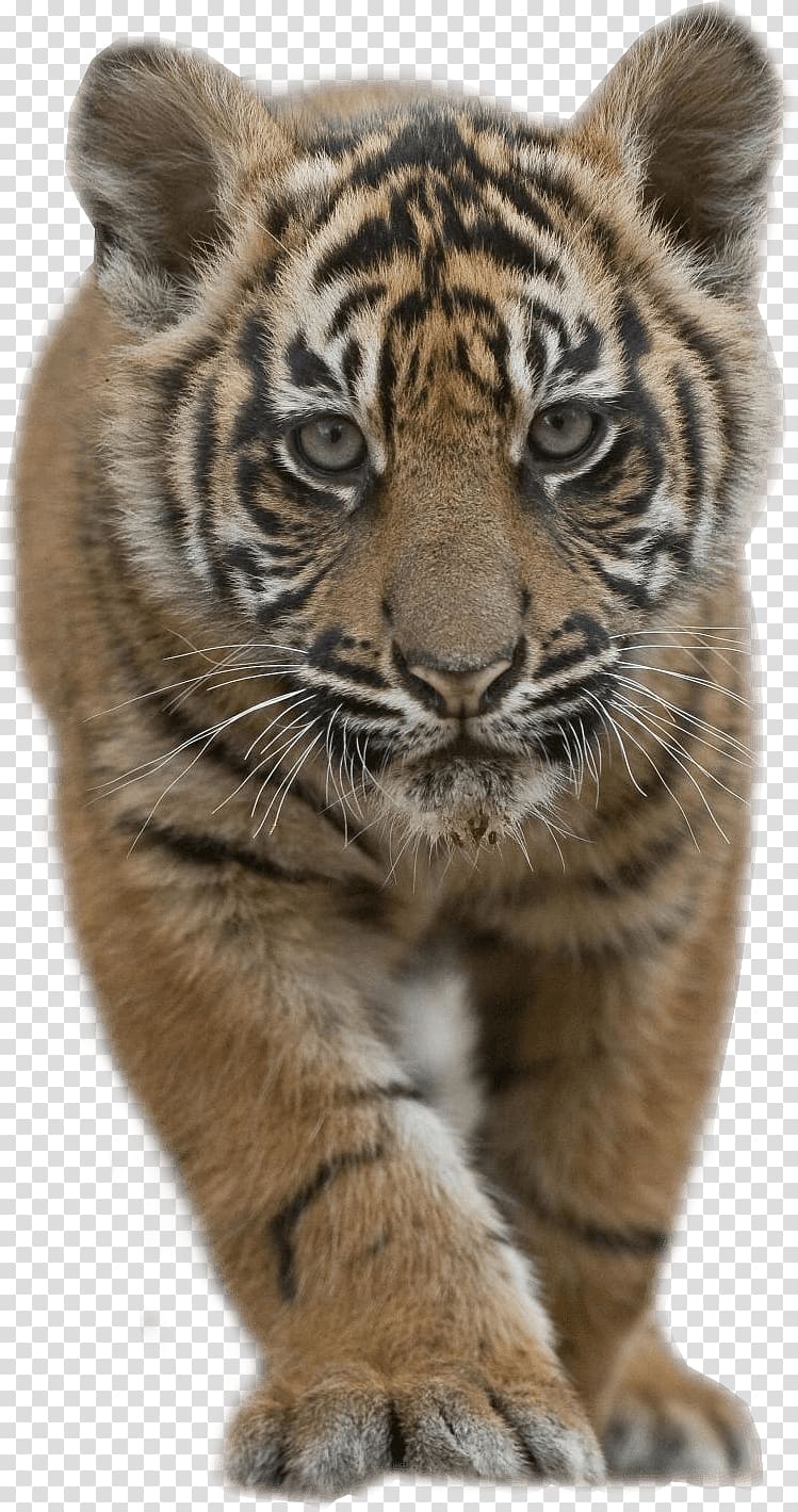 tiger cub, Sumatran tiger Siberian Tiger Bengal tiger Lion Cat, Tiger cub transparent background PNG clipart