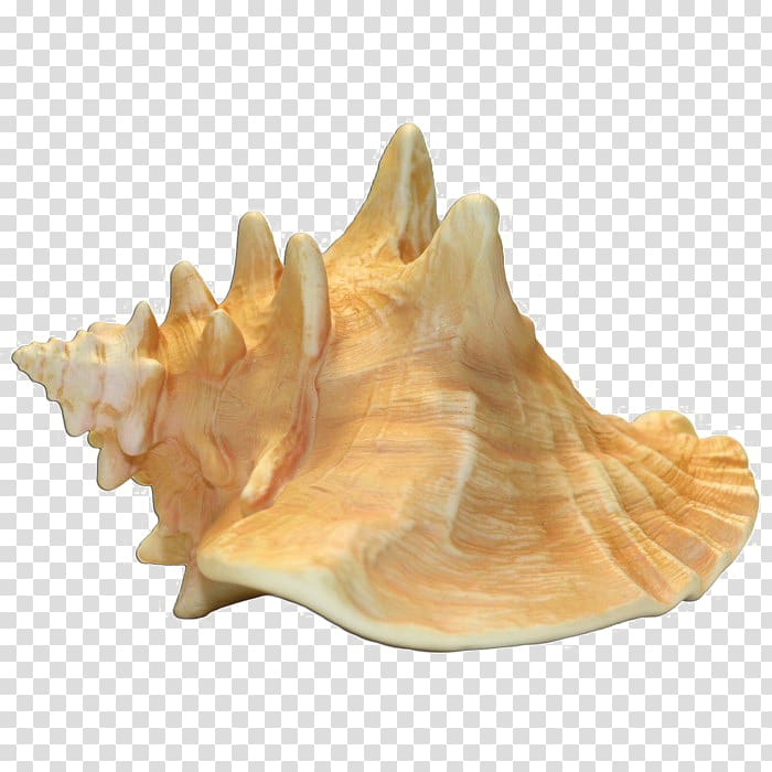 Queen conch Portable Network Graphics Transparency , conch transparent background PNG clipart