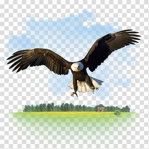 Bald Eagle Desktop High-definition television Computer Icons, Gnu Animal Icon transparent background PNG clipart