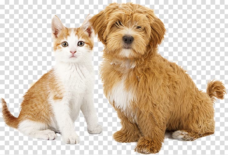 Cat Dog Puppy Kitten Pet sitting, Cat transparent background PNG clipart |  HiClipart