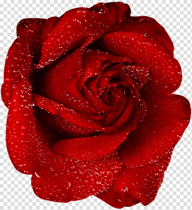 water drops on red rose, Rose , Red Rose With Dew transparent background PNG clipart