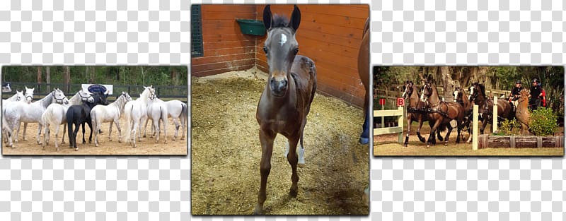 Farm Tours of Ocala Stallion Thoroughbred American Quarter Horse Arabian horse, others transparent background PNG clipart