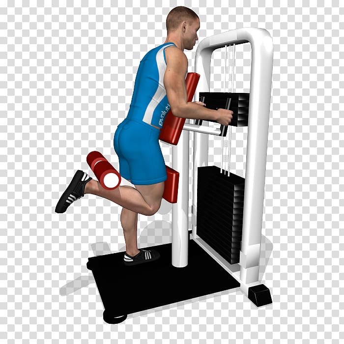 Leg curl Leg extension Hamstring Quadriceps femoris muscle Biceps femoris muscle, dumbbell transparent background PNG clipart