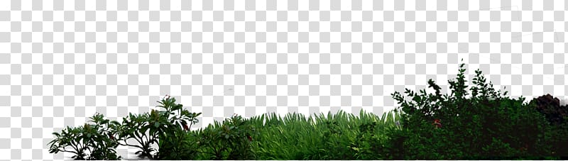 Green, Green grass psd transparent background PNG clipart