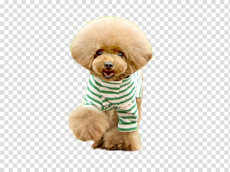 Toy Poodle Yorkshire Terrier Yorkipoo Puppy, Teddy Brown Dog transparent background PNG clipart