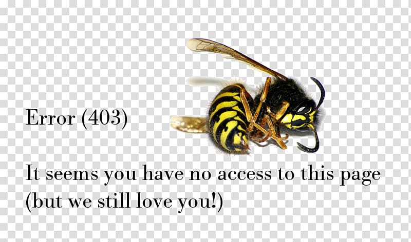 Honey bee Wasp Insect European hornet, bee transparent background PNG clipart
