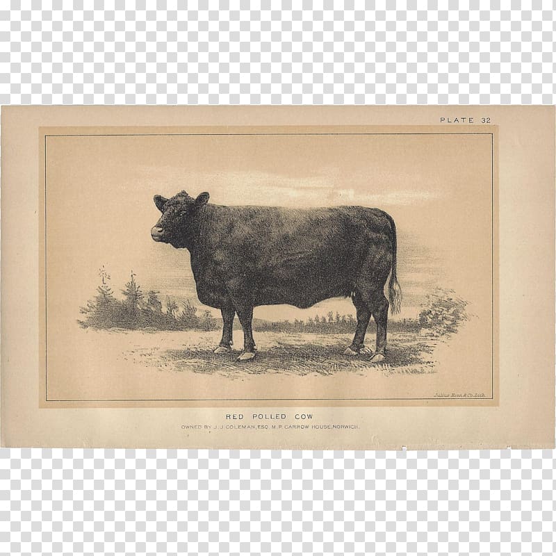 Jersey cattle Highland cattle Taurine cattle Ox Zazzle, cow transparent background PNG clipart