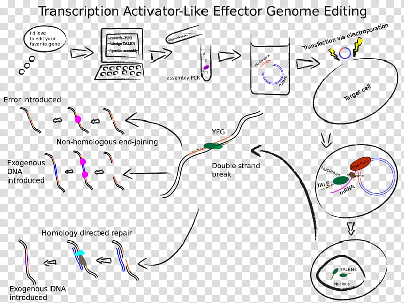 Transcription activator-like effector nuclease Genome editing Immune checkpoint Genetics, others transparent background PNG clipart