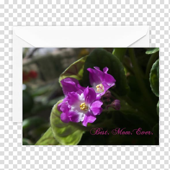 Wildflower Herbaceous plant Violet Family, Best mom ever transparent background PNG clipart