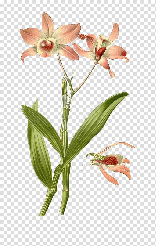 Dendrobium nobile Dendrobium farmeri Dancing-lady Orchid Cattleya mossiae Dendrobium kingianum, Hand-painted lily transparent background PNG clipart