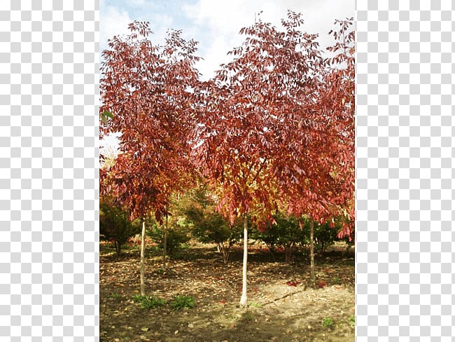 Sugar maple Tree Shrub Deciduous Autumn leaf color, deciduous specimens transparent background PNG clipart