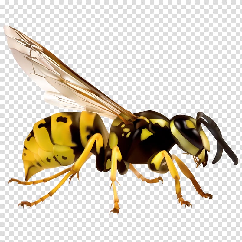 yellow and black wasp , Japanese giant hornet European hornet Vespa simillima , Cartoon insect wasp transparent background PNG clipart