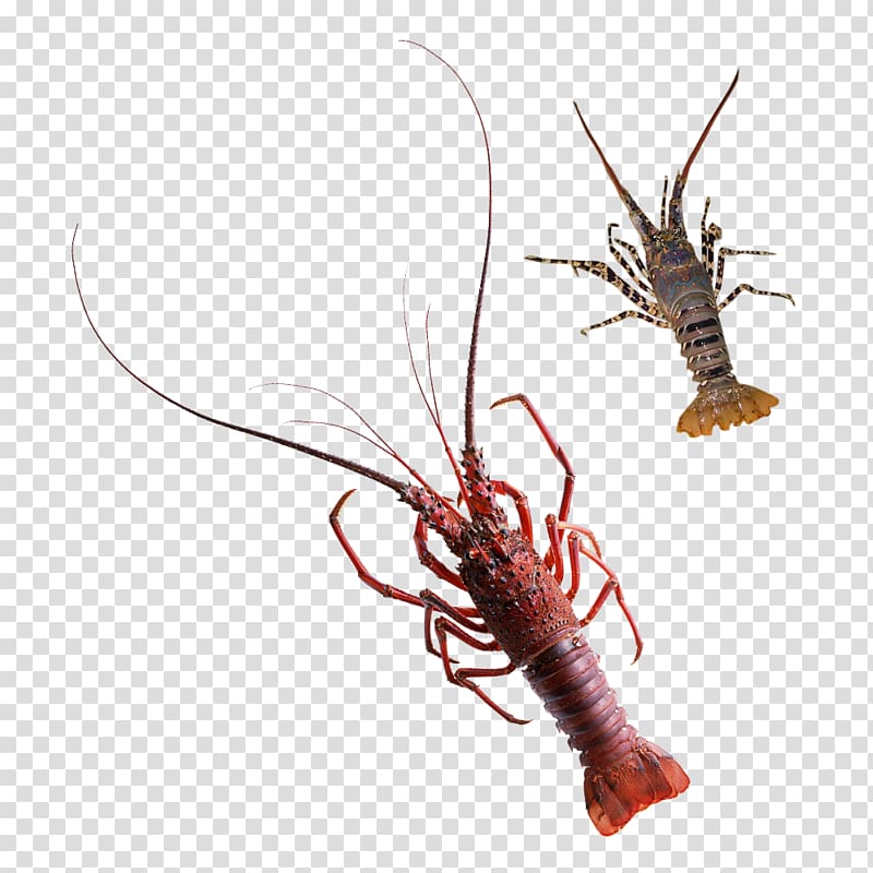 Lobster Palinurus Poster, lobster transparent background PNG clipart