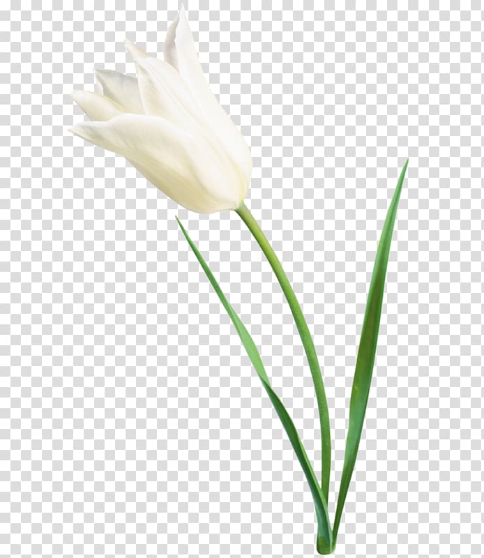 Tulip Cut flowers Plant stem Flower bouquet, tulip transparent background PNG clipart