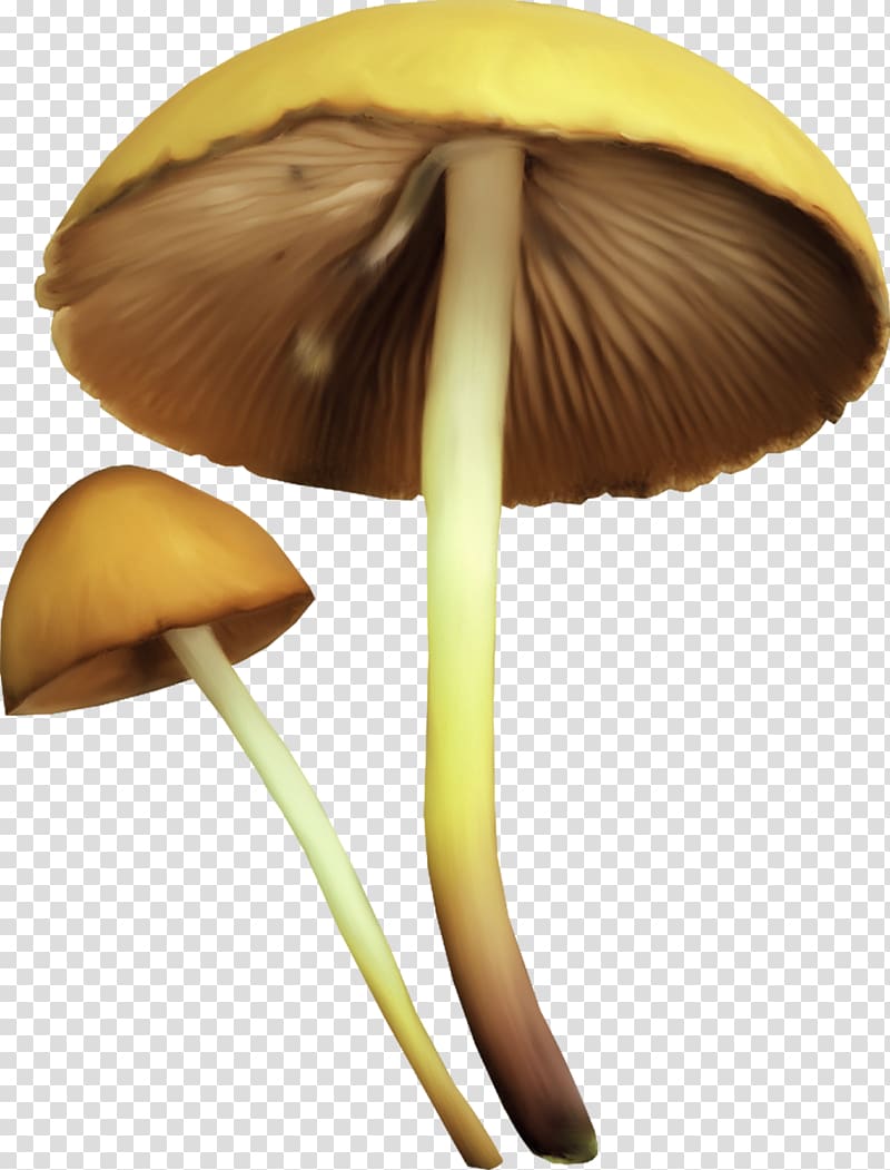 Portable Network Graphics Painting GIF JPEG, mushroom transparent background PNG clipart
