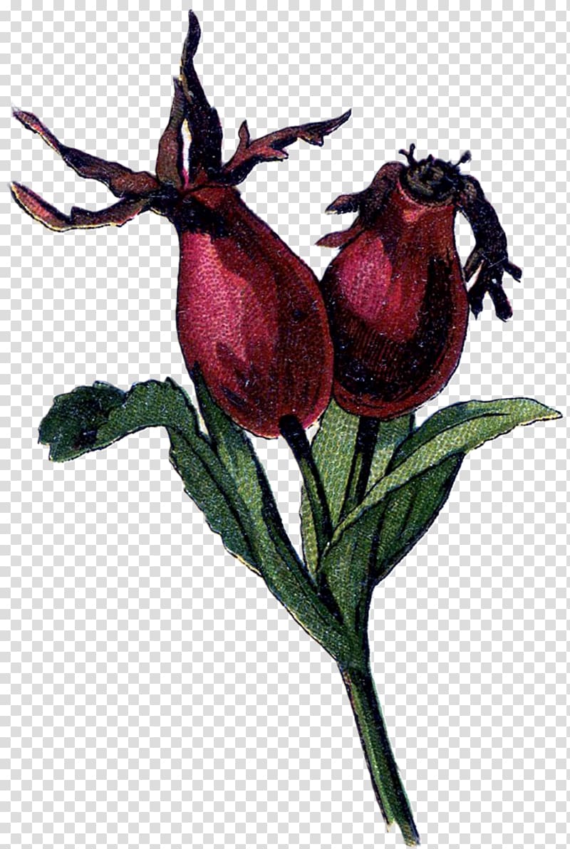 Rose hip Dog-rose Rose family Drawing, plant transparent background PNG clipart