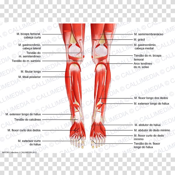 Gastrocnemius muscle Human leg Anatomy Knee, pernas transparent background PNG clipart