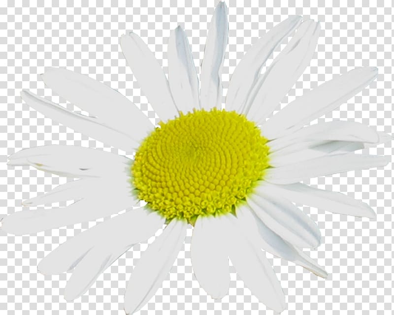 Dendranthema lavandulifolium Roman chamomile Oxeye daisy Daisy family Plant, camomile transparent background PNG clipart