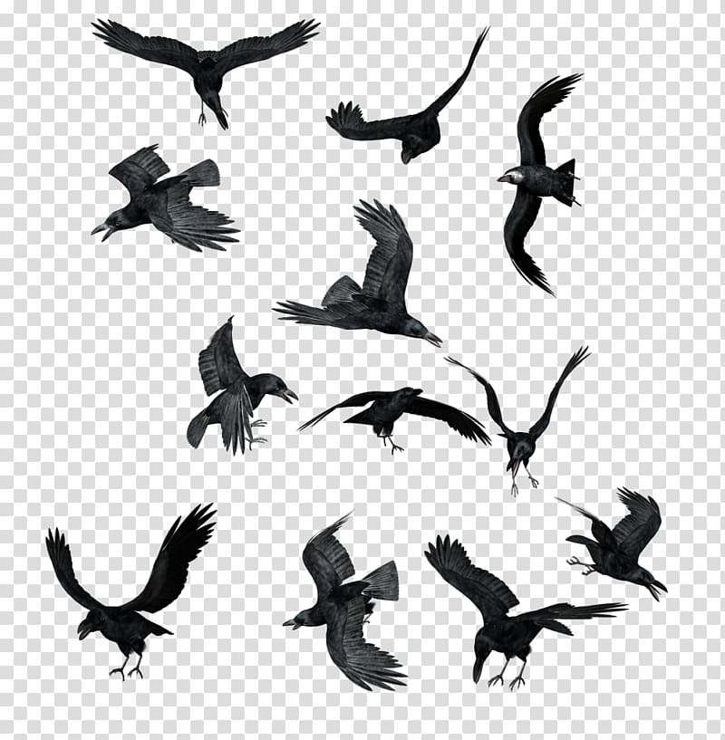 Butka, Russia , flock of birds transparent background PNG clipart