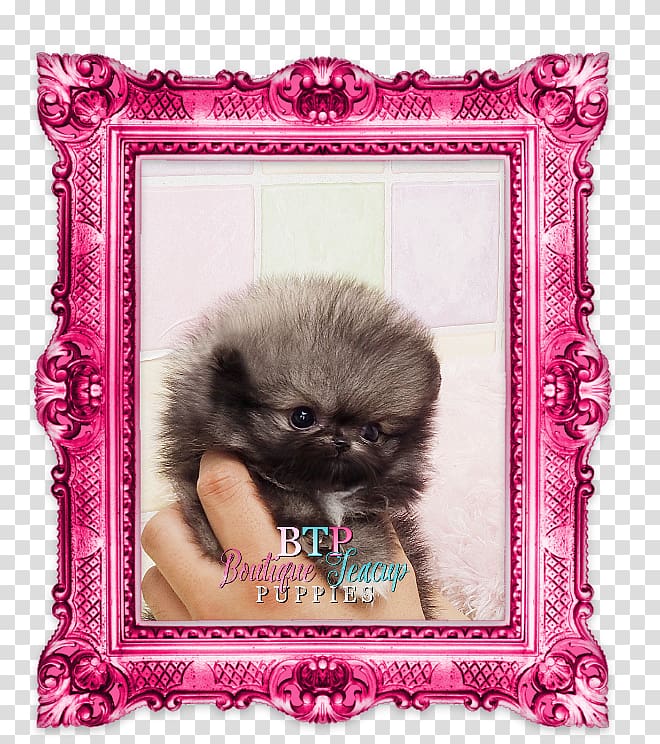 Pomeranian Puppy German Spitz Dog breed Companion dog, toy yorkie accessories transparent background PNG clipart