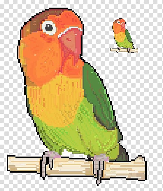 Budgerigar Lovebird Parrot Loriini Parakeet, parrot transparent background PNG clipart