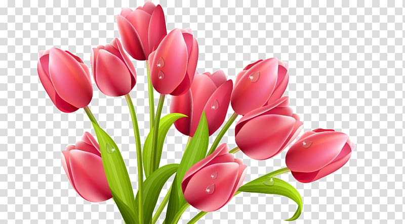 red flowers , Tulip Flower , tulip transparent background PNG clipart