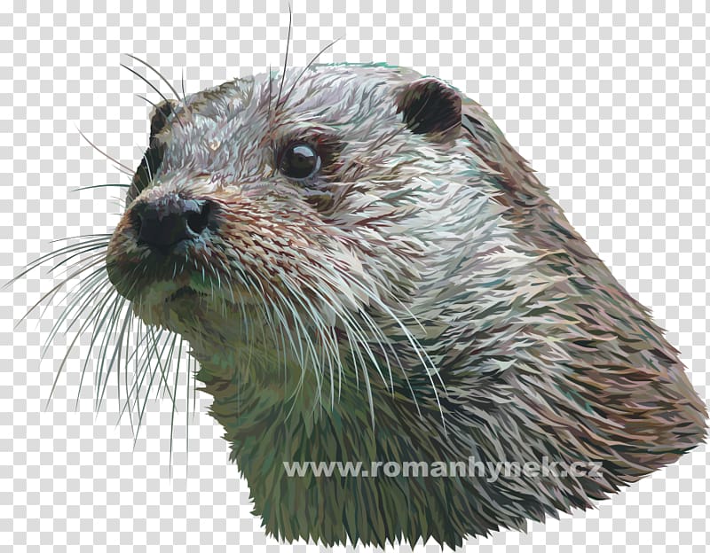 Eurasian otter Mammal Carnivora Ocelot, draw transparent background PNG clipart