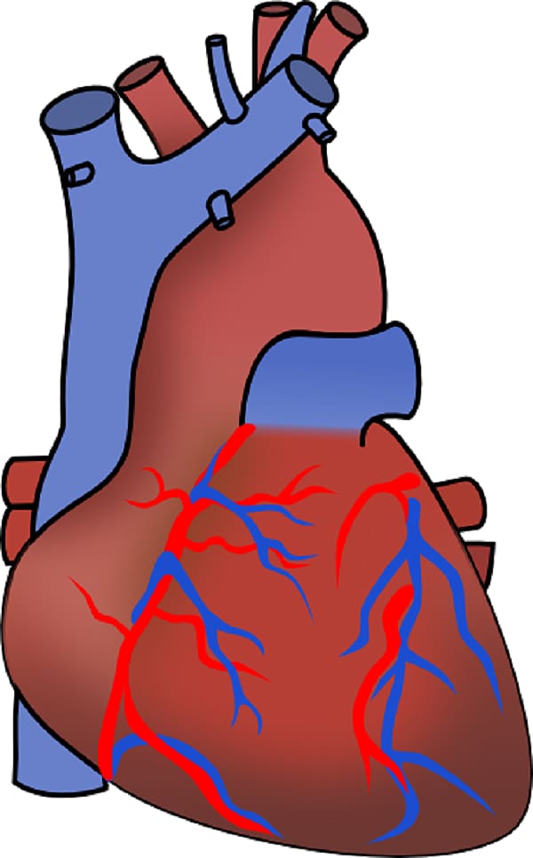 Myocardial infarction Heart failure Cardiovascular disease , Heart Diagram Unlabeled transparent background PNG clipart