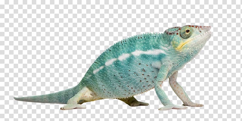 Chameleons Cartoon Animation, Cartoon crocodile transparent background PNG clipart