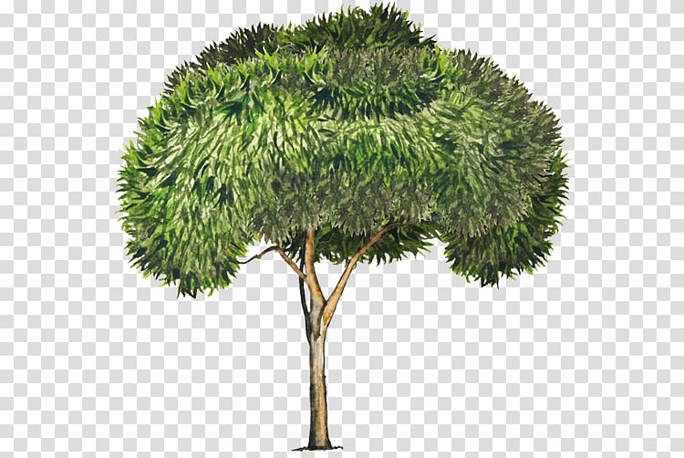 Tree Acacia retinodes Acacia longifolia Acacia melanoxylon, tree transparent background PNG clipart