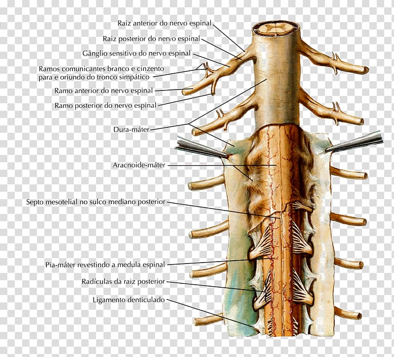 Denticulate ligaments Nuchal ligament Supraspinous ligament Spinal cord, others transparent background PNG clipart