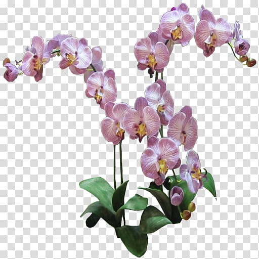 Phalaenopsis equestris Orchids Plant Lilac, orchid transparent background PNG clipart