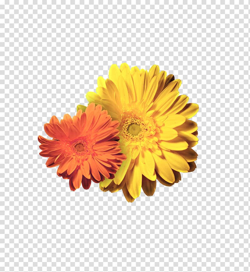 Transvaal daisy Chrysanthemum Petal Cut flowers, Pretty beautiful chrysanthemum transparent background PNG clipart