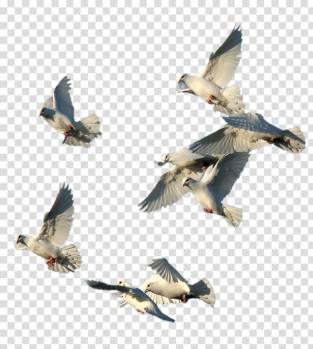 Bird Domestic pigeon , Bird transparent background PNG clipart