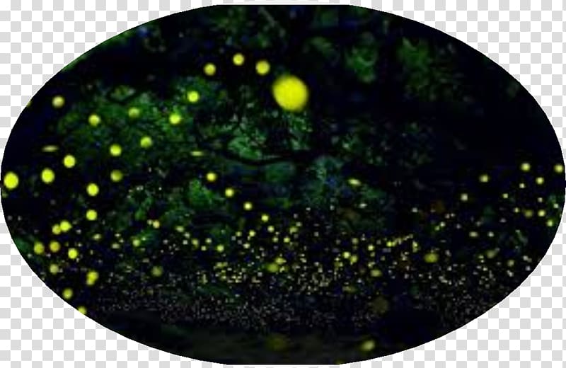 Light Time-lapse Firefly, light transparent background PNG clipart