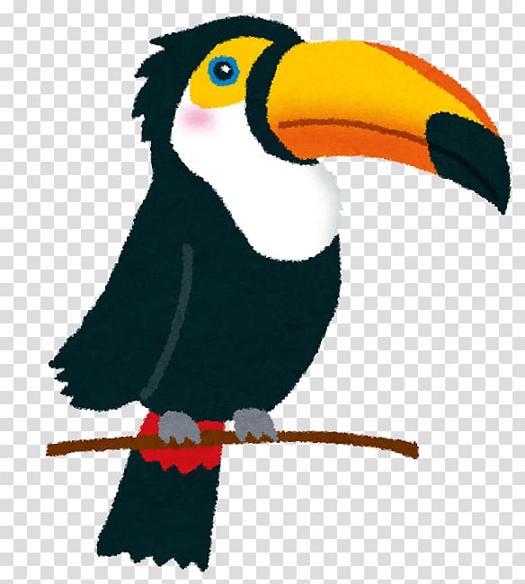 Toco toucan Bird Beak, Bird transparent background PNG clipart