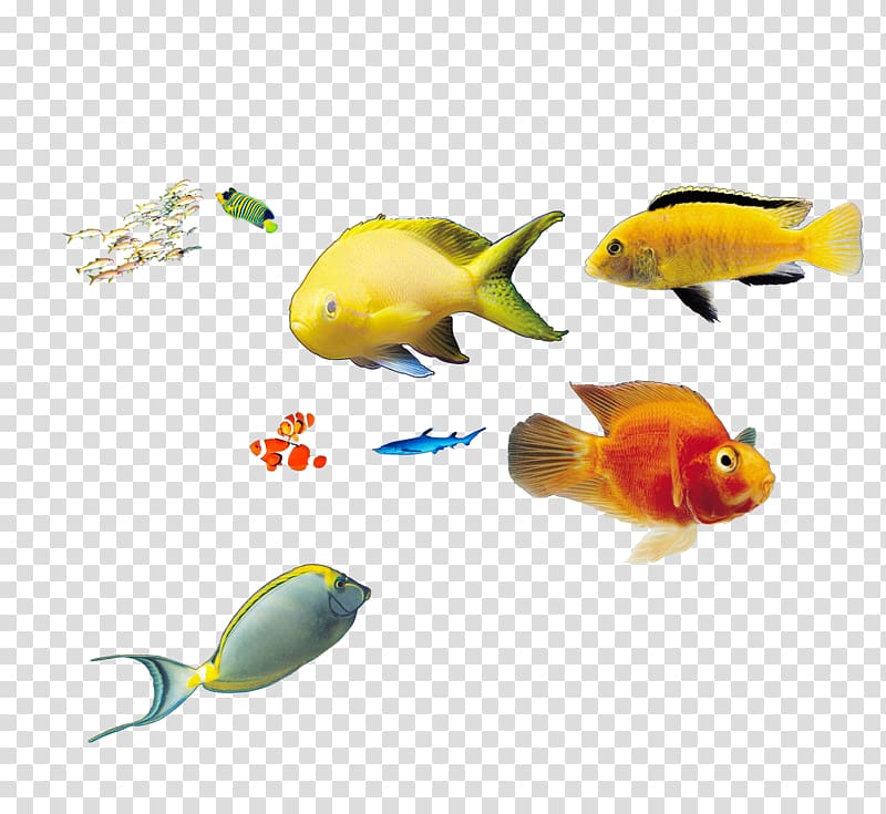 assorted-color fish, Deep sea fish Marine biology, deep sea fish transparent background PNG clipart