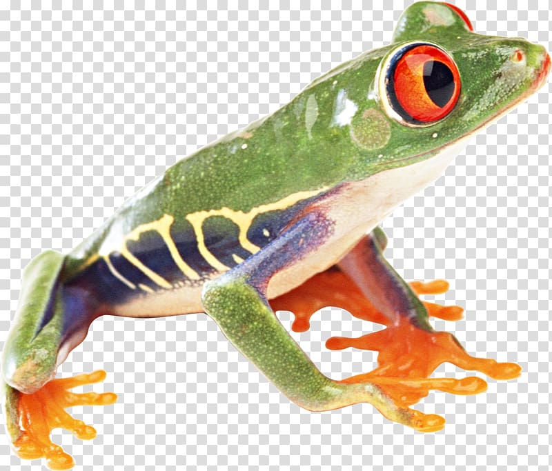 Common frog, frog transparent background PNG clipart