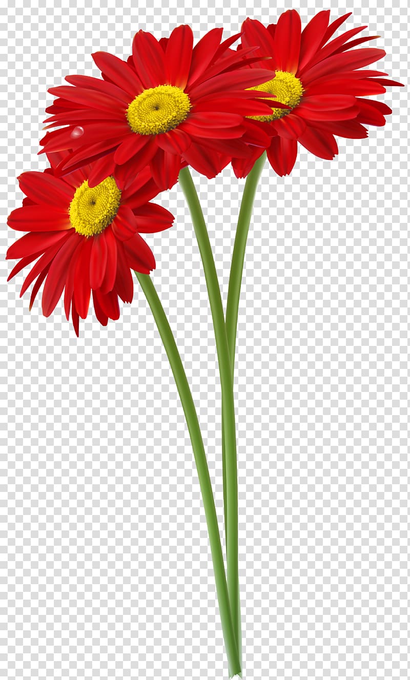 red daisies illustration, Common daisy , Red Gerbers transparent background PNG clipart