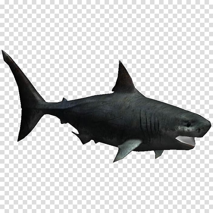 Megalodon Great white shark Fish Zoo Tycoon 2 Chondrichthyes, sharks transparent background PNG clipart