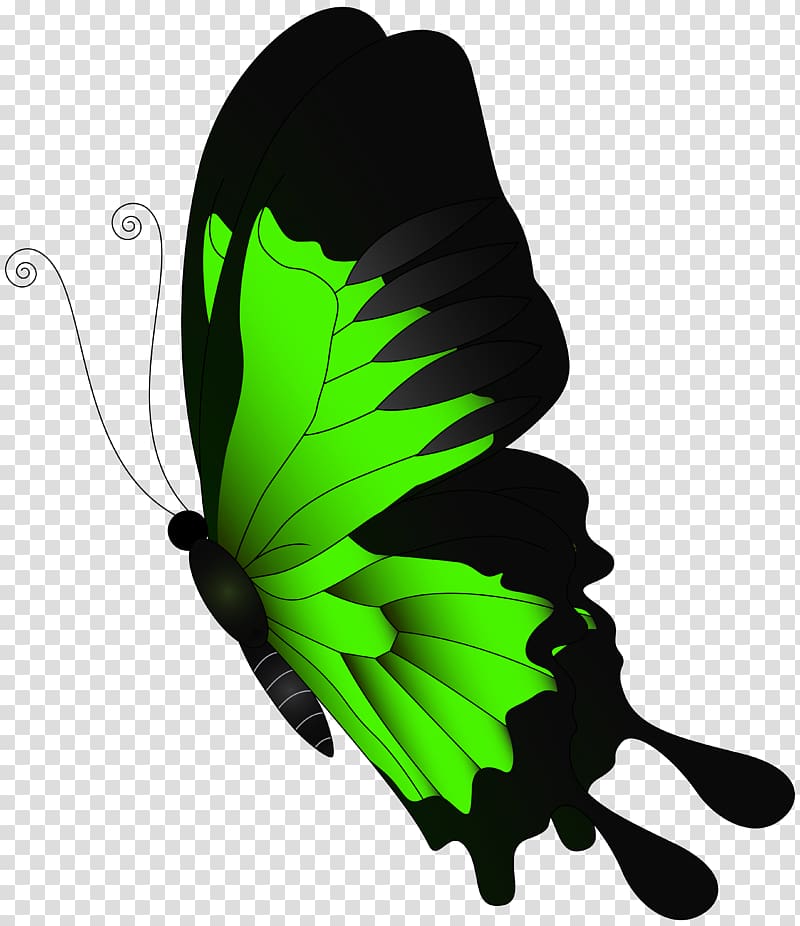 Butterfly Green , Green Flying Butterfly transparent background PNG clipart