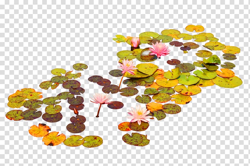 Nelumbo nucifera Lotus effect Leaf, Yellow simple lotus leaf lotus decorative pattern transparent background PNG clipart