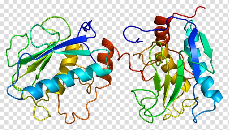 Stromelysin 1 Matrix metalloproteinase inhibitor MMP9, others transparent background PNG clipart
