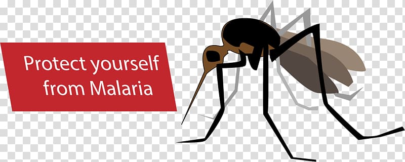 Mosquito Malaria Anopheles gambiae Eradication of infectious diseases, mosquito transparent background PNG clipart