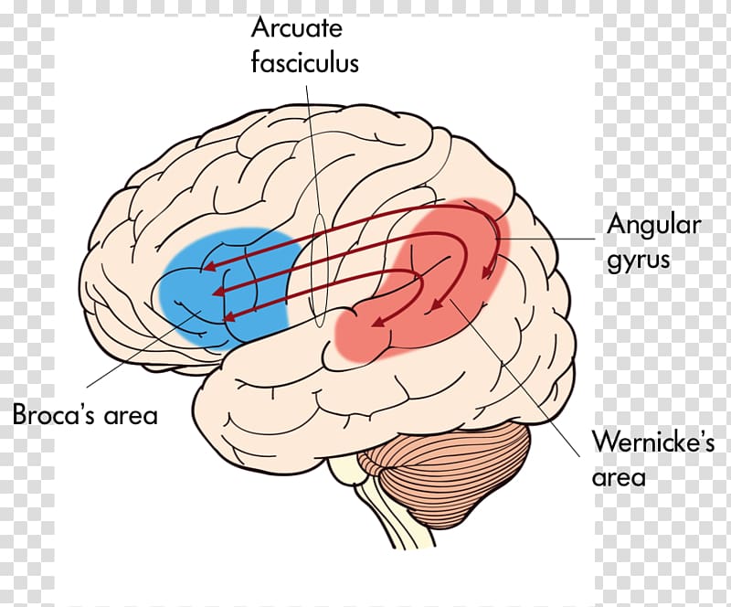 Broca's area Wernicke's area Expressive aphasia Receptive aphasia, Brain transparent background PNG clipart