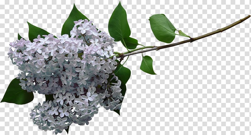 Lilac , White lilac transparent background PNG clipart