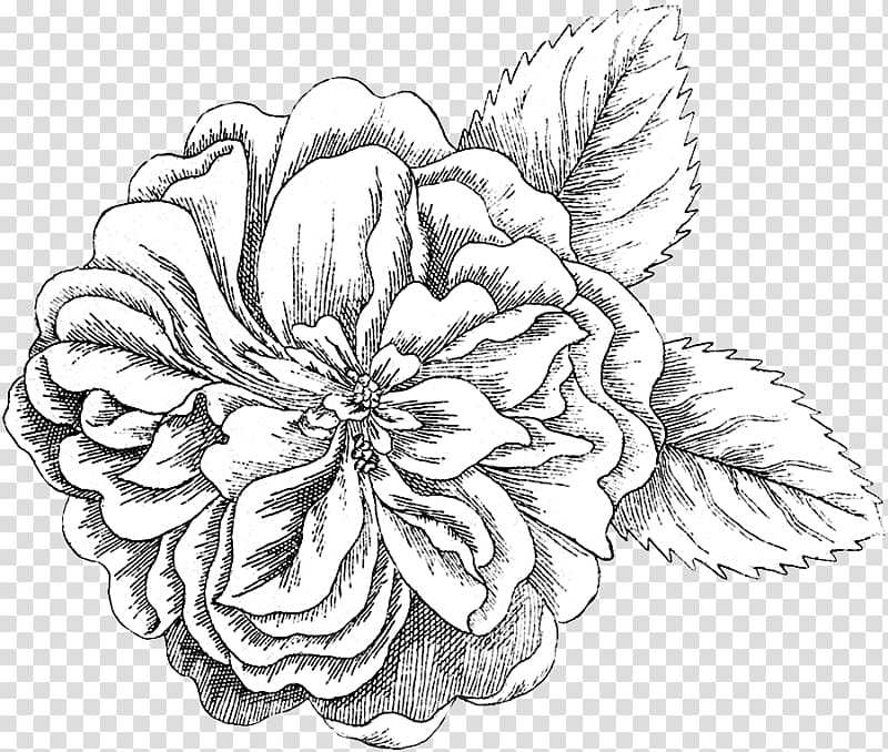 Floral design Cut flowers Drawing, damask Rose transparent background PNG clipart