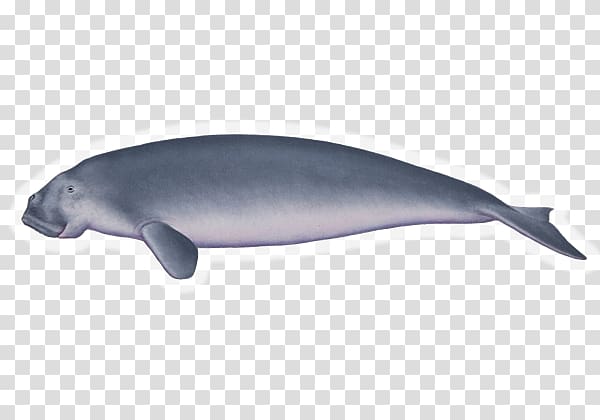 Common bottlenose dolphin Tucuxi Porpoise Cetacea Marine biology, dugong transparent background PNG clipart