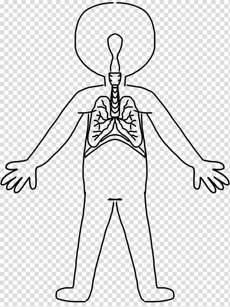 Human body Drawing Organ system , body transparent background PNG clipart